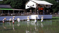 田植踊りや住吉踊りが奉じられる御田植神事